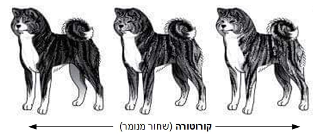 אקיטה - מדריך חזותי קצר לתקן הפדרציה הבינלאומית (FCI)