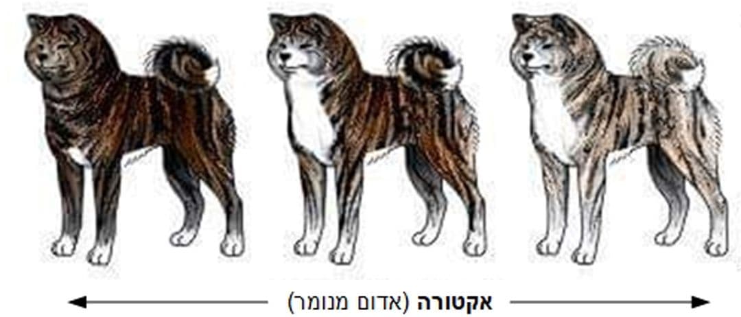 אקיטה - מדריך חזותי קצר לתקן הפדרציה הבינלאומית (FCI)